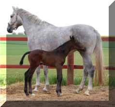 Waldfee foal.jpg (39288 bytes)